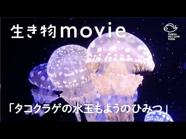 タコクラゲの水玉もようのひみつ／生き物movie - YouTube