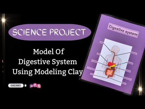 Make a Model of the Digestive System using Modeling Clay || Science ...