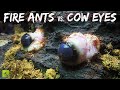 I Fed COW EYES to My FIRE ANT COLONY (Halloween Special)