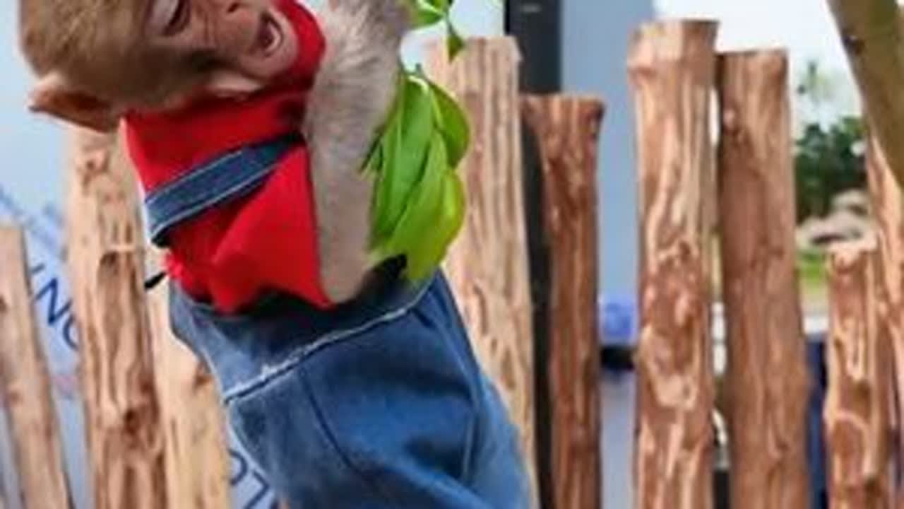 小猴子的朋友被抓了 