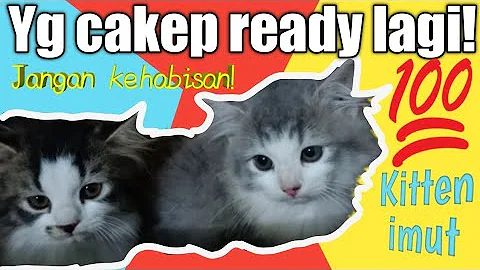 Watch the video about KUCING LUCU-LUCU IDAMAN CAT LOVERS #kucing #cat #kitten #persia #persiamedium #catlovers