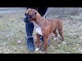 Немецкий боксер/ щенок Рона/ девочка растет(German boxer/ Ron&#39;s puppy / girl growing up)