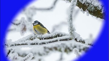 Rotating Blue Vignette Effect On A Picture Of A Bird! Image Vignettes App From AntoniasApps.com