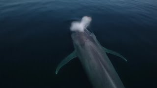 Blue Whales: hunted down to 2% of their population
