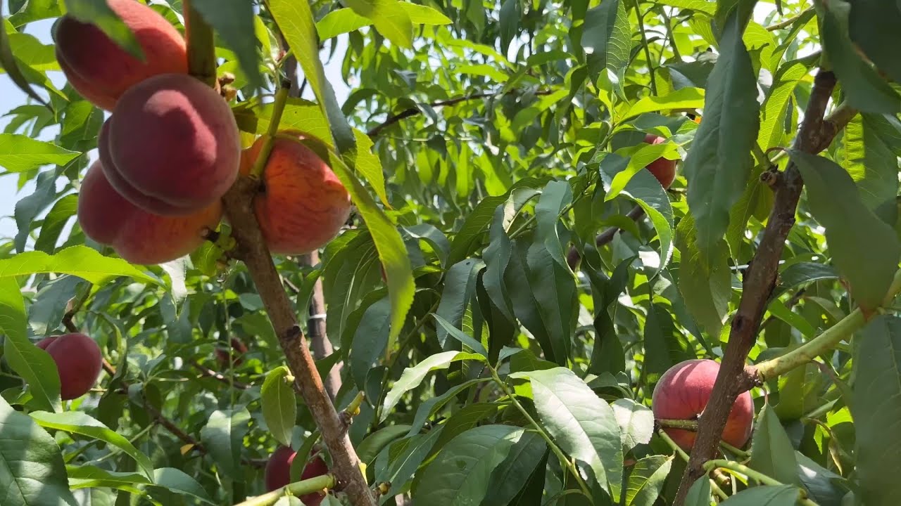 Персики в Воронеже Харбингер 15.07.2025