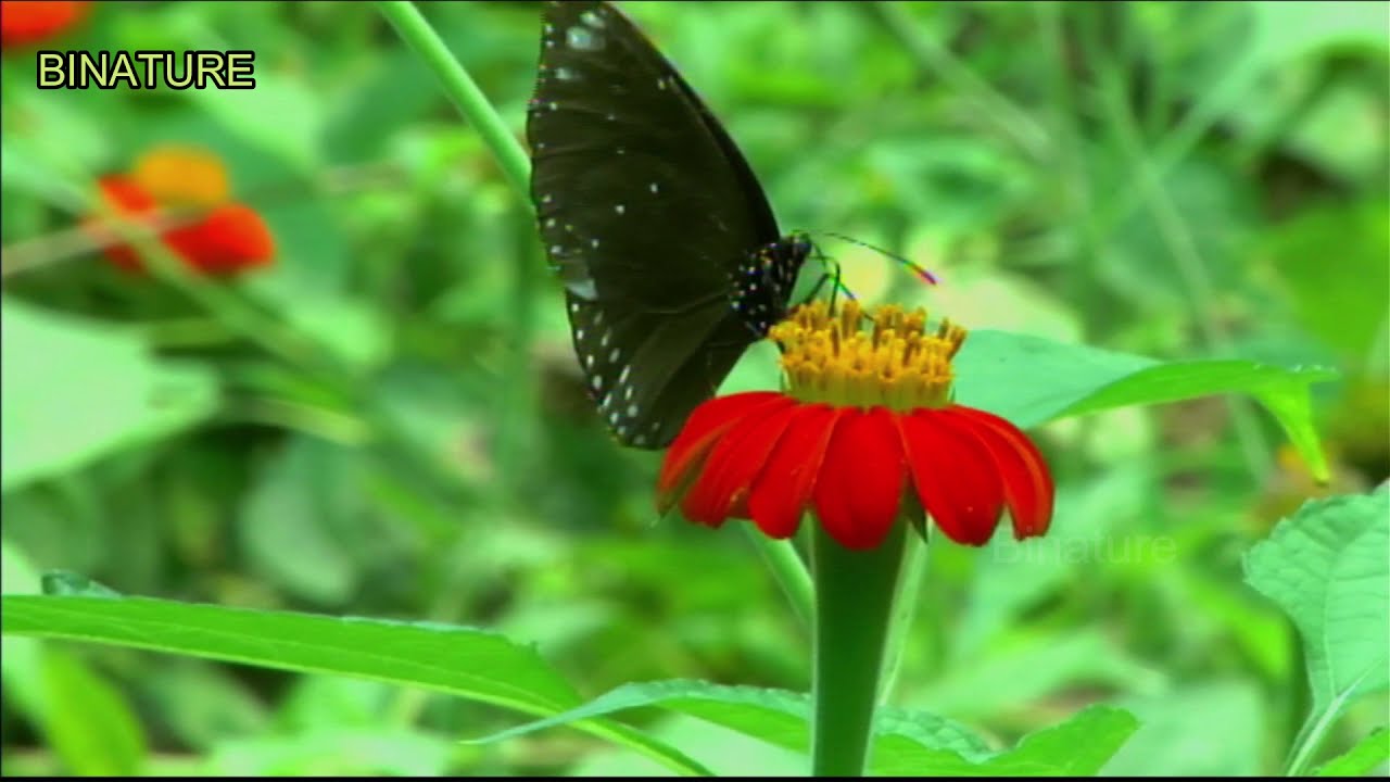 Beautiful Butterflies- Varied Collection - Butterfly Garden.