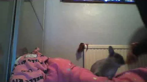 rabbit tricks up and  spin