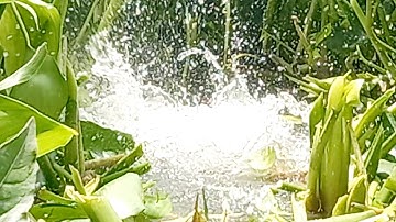 câu cá sông cá tra dưới đám lục bình