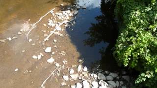 Ballad of the Red Cedar River
