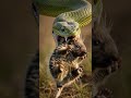 Porcupine escapes from ferocious cobra Watch the wild twist #funny #wildlife #animalrescue