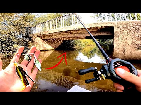 Des poissons inattendus derrière le pont d'un petit bras mort reculé (Pêche en float tube)