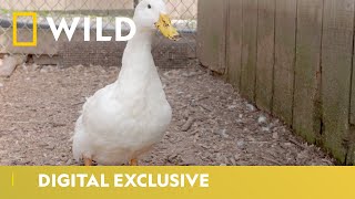 Duckumentary | Secrets of the Zoo | National Geographic Wild UK