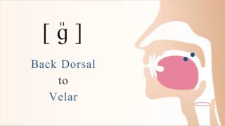 [ ɡ̎ ] voiced dorsal velar tense stop