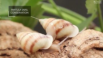 History of the Frozen Ark (2 of 11)