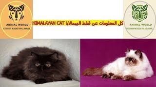 كل المعلومات عن قطط الهيمالايا HIMALAYAN CAT