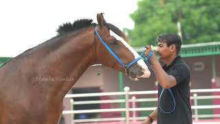 8 बार का चैंपियन गुजरात का सुल्तान ॥ Marwari Horse 🐴