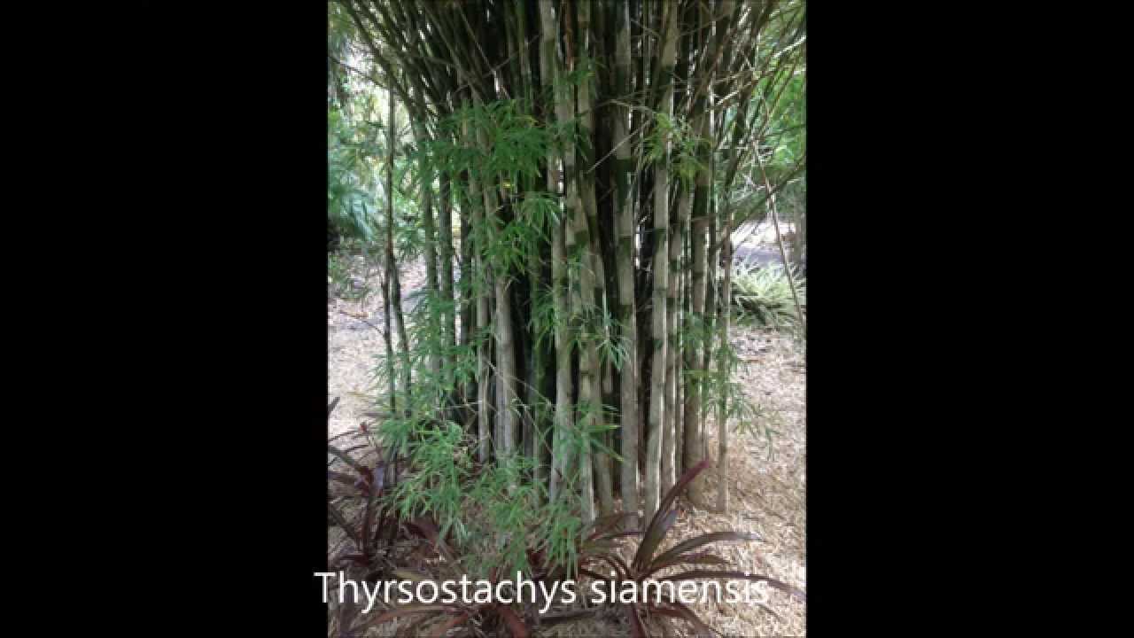 Different types of bamboo