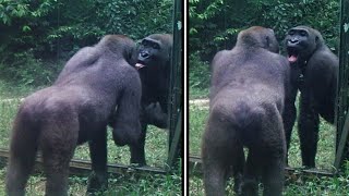 A Young Male Gorilla Takes His Mirror Training Seriously (Unlike His Family - 45 Min Long Version)
