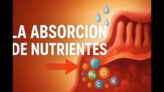 Absorción de nutrientes. ¿Dónde se absorben los nutrientes? Absorción de nutrientes. ¿Dónde se absorben los nutrientes?