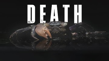 🦀 TOP 5 REASONS VAMPIRE CRABS DIE