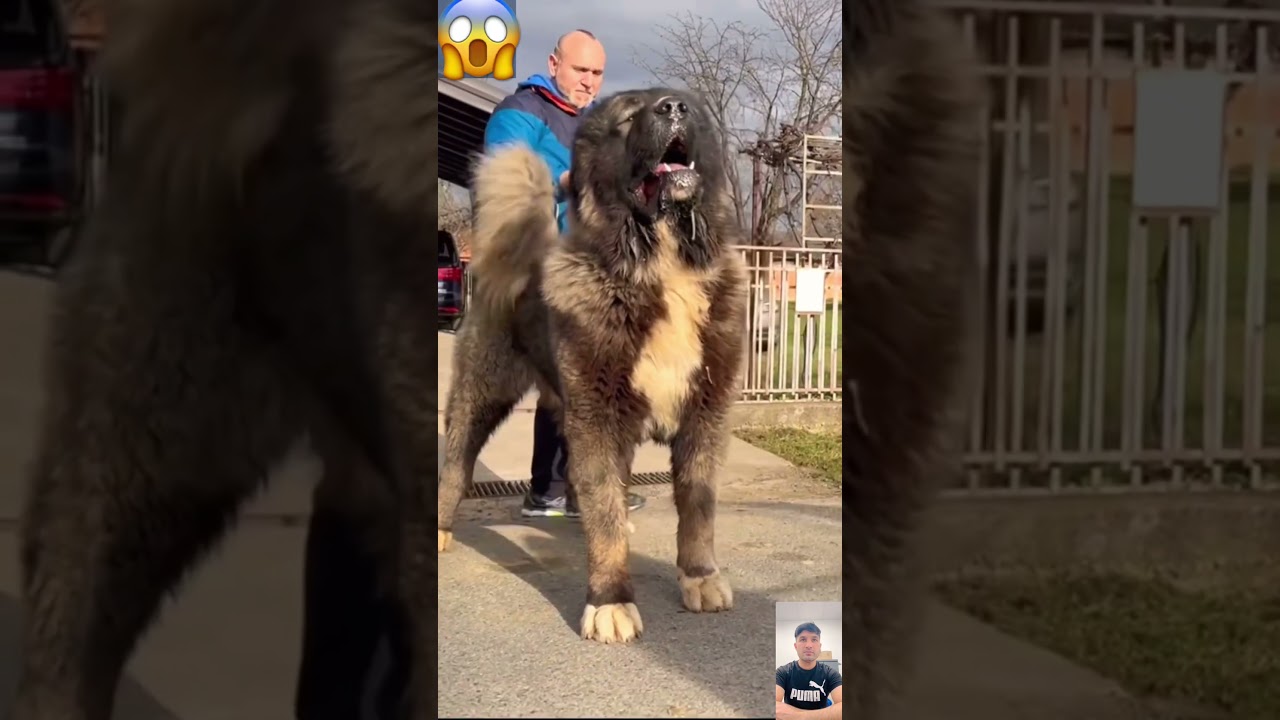 🔥 Caucasian Shepherd – The Most Fearless Guardian Dog! 🐕💪