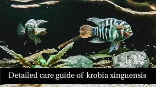 Download Lagu krobia xinguensis || care & maintenance || breeding information || detailed guide Download Lagu krobia xinguensis || care & maintenance || breeding information || detailed guide