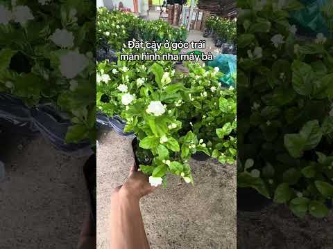Hoa lài trà/lài ta cánh kép: https://vt.tiktok.com/ZS9FjhQm6hDJB-REsSi/
