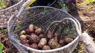 Bulviakasis 2016  Veiviržėnai Potato digging