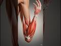#anatomy of the Forearm muscle 💪😮🤯 Animation videos 📸📸