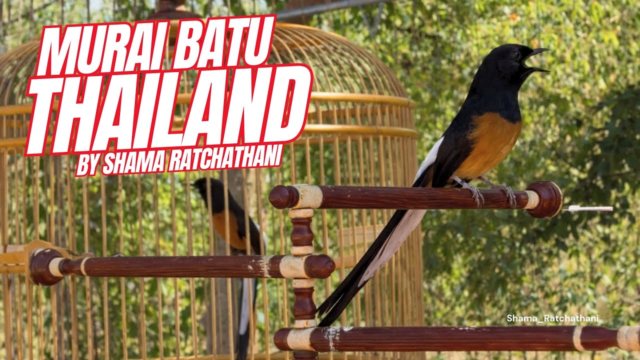 นกบินหลาดง นาคา ถ่ายขนพึ่งสุด 