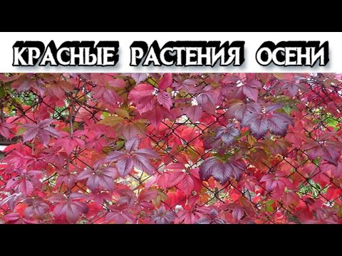 ТОП 15 Красных Растений Осени - Растения с Красными Листьями Осенью