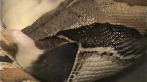 Blood Python Eating Live Rat Part 2/2