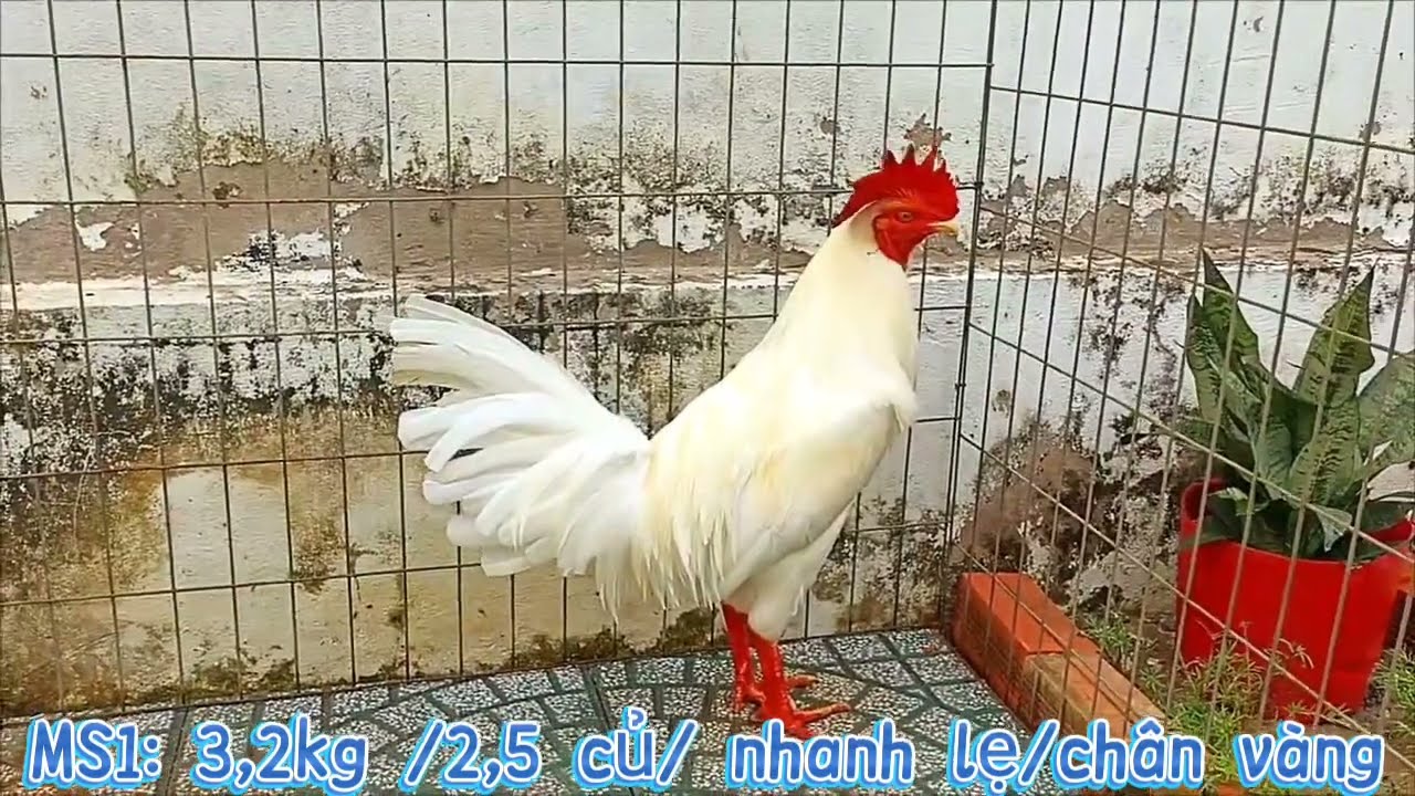 4/3 Giao lưu sinh viên. 077.2132.997