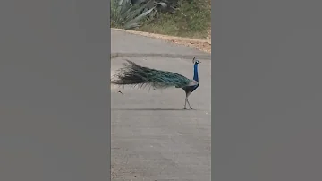 Dancing Peacock Peacock Steals The Show Malasvlog2025 