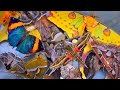 Graveyard for Moths: R.I.P My Dead Pets - Pet Sematary - Giant Moths & Butterflies