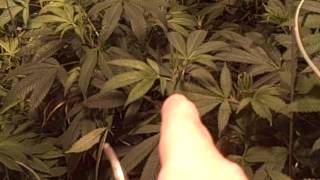 Medical Cannabis - MediGrow Update #40 pt1