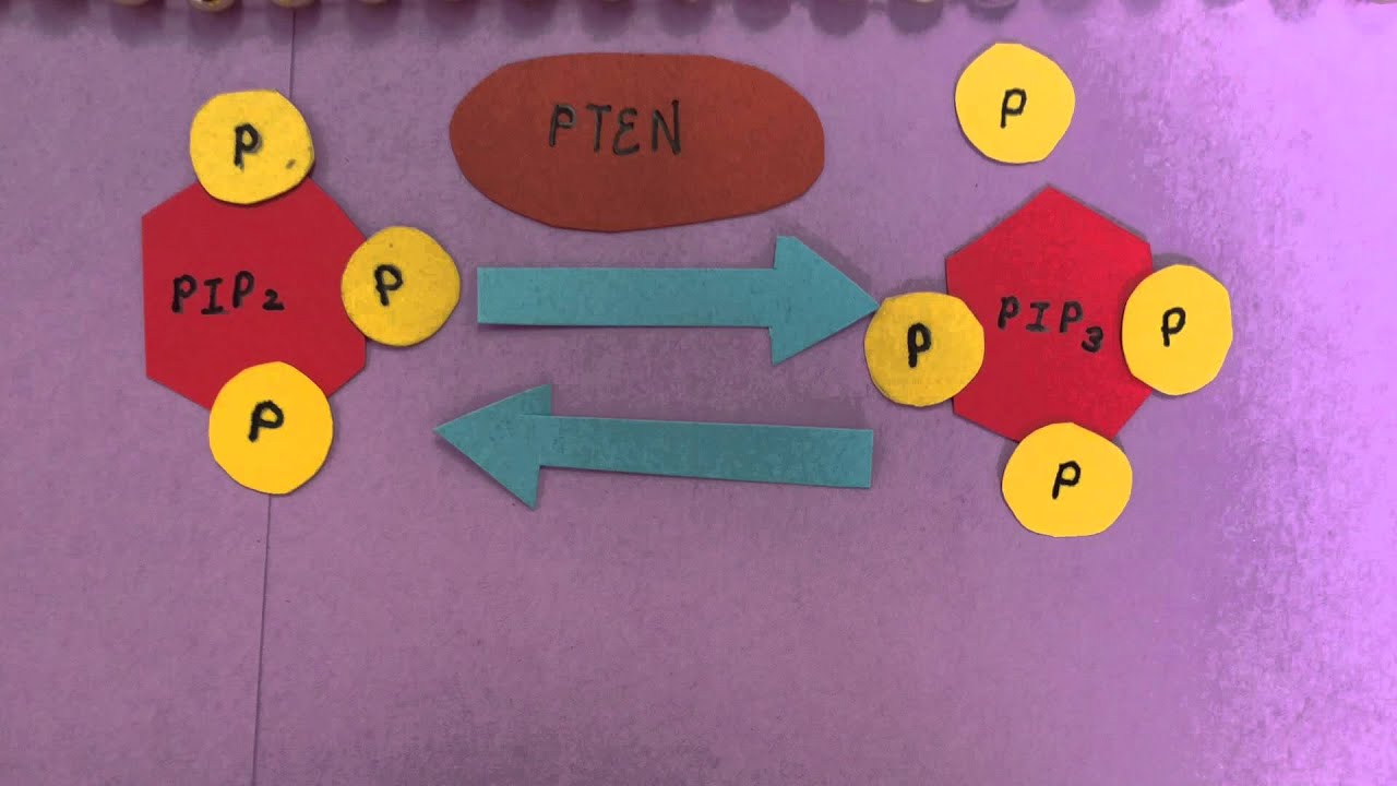 Insulin Signal Transduction Pathway - YouTube