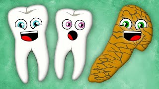 The Teeth and Pancreas! | KLT Anatomy