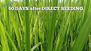 60 Days After Direct Seeding