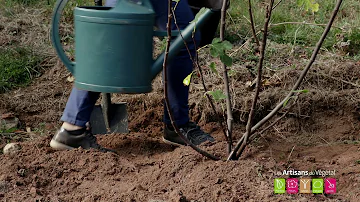 Où planter un figuier en Bretagne ?