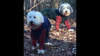 Old English Sheepdogs In The Usa In Their Winter Dog Coats