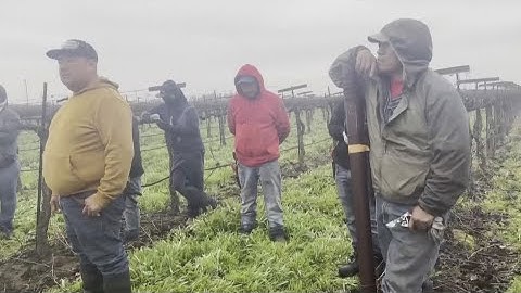 Trump halts ICE farm raids, but advocates warn workers still at risk