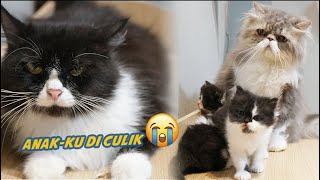 3 ANAK KUCING PERSIA KEMBAR DI CULIK DI DEPAN INDUKNYA by Kucing Cemara 4,275 views 1 month ago 19 minutes