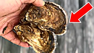 I got oysters in the mail [ Unboxing and Tasting ]