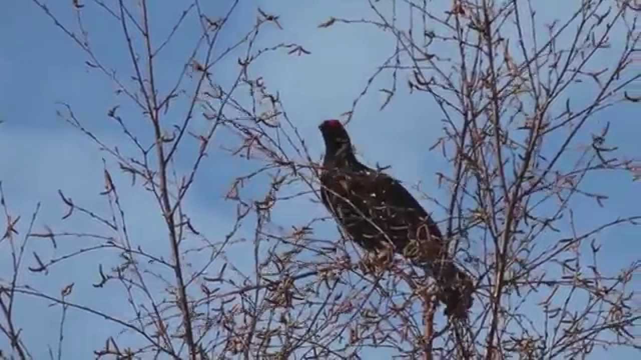 Black Grouse - Orrhane 