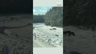 Rare lynx family caught on camera in the Canadian wild