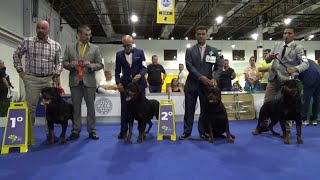 Rottweiler World dog show 2022 Brazil