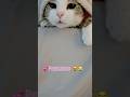 Vindaloo Games😻 #shorts #catofyoutube #cathumor #cat #catshorts #lol #catvideos #catlovers #catlife
