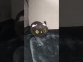 gatico parte 3