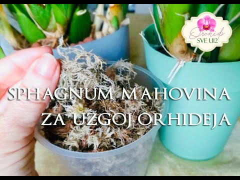 Video: Šta je kanadska tresetna mahovina sphagnum?